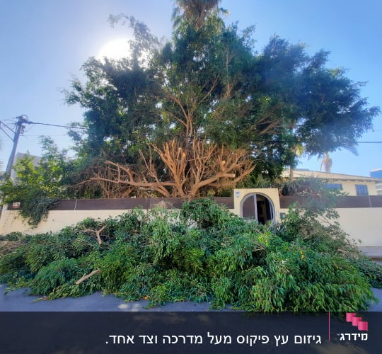 עץ גזום עם ענפים כרותים על הקרקע